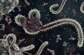 Kemenkes : Belum ditemukan kasus Ebola di RI