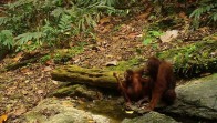 Kebun Binatang Jepang dan Indonesia Kolaborasi Lestarikan Orangutan
