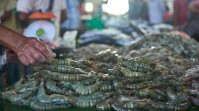 Kasus Cesium Cikande, KKP Pastikan RI Tetap Bisa Ekspor Udang ke AS
