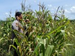 Polri Hadir di Tengah Petani, Polsek Kandis Pantau Jagung Tumpang Sari Kelompok Tani Ayu Makmur