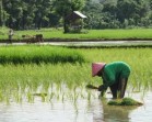 Pertanian Maju Bisa Bikin Sektor Industri Ikut Melesat