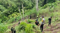 Polisi Temukan Tiga Hektare Ladang Ganja di Empat Lawang Sumsel