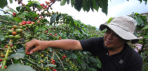 El Nino Menguat, Pasokan Kopi Global Terancam
