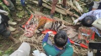 Mangsa Kerbau Warga di Agam, Harimau Buntung Masuk Kandang Jebak BKSDA Sumbar