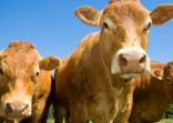 Sendawa Sapi Berdampak Besar terhadap Pemanasan Global