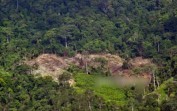 Undang-Undang Deforestasi Uni Eropa Tetap Diundur, tapi tak Direvisi