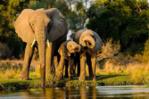 Gajah Terus Diburu, Kemenhut Siap Terbitkan Inpres