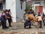 Sapi Kurban di Rumbai Lepas, Damkar Pekanbaru Turun Tangan