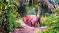 Gajah Rusak Sawit di Kampar, Warga: Hampir Tiap Hari Ketemu