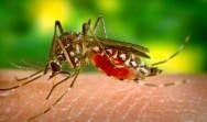 Sempat Melonjak, Kasus Malaria di Inhil Menurun Signifikan