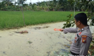 Tiga Hari Hilang, Seorang Wanita di Meranti Ditemukan tak Bernyawa di Sawah