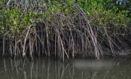 Peneliti Unud Uji Sampel Tanah Mangrove Benoa, Temukan Kontaminasi Senyawa Mirip BBM