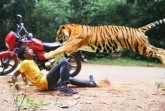 Pria di Riau Diterkam Harimau dari Belakang, Luka di Kepala hingga Kaki Terima 89 Jahitan