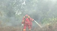 Tiga Desa di Pelalawan Terbakar, Habitat Harimau Sumatera Terancam