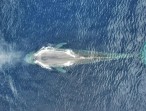 Tim Peneliti Ungkap Perjalanan 2.000 km Paus Biru Kerdil di Indonesia