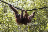 Orangutan Tapanuli Kritis, Ahli Desak Kolaborasi untuk Wujudkan Koeksistensi