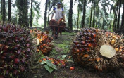 Harga TBS Plasma Riau Turun Pekan Ini