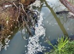Ribuan ikan Mati di Aceh Jaya, Diduga Akibat Limbah Tambak Udang Vaname