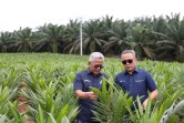 PTPN Inisiasi Program PSR Intercropping Padi untuk Dukung Swasembada Pangan Nasional