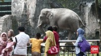 Taman Margasatwa Ragunan Dukung Larangan Atraksi Gajah Tunggang