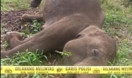 Kemenhut Laporkan Kematian Gajah Diduga Akibat Kawat Listrik di Aceh