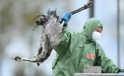 Jerman Dilanda Wabah Flu Burung, Ratusan Ribu Hewan Dimusnahkan