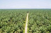 DPRD Riau Ditantang Buktikan Keseriusannya Bentuk Pansus Kebun Plasma HGU Perusahaan Perkebunan