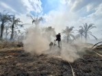 Pasca Terbakar 151,4 Ha di Siak, Beredar Surat PT BMI Serahkan Lahan ke Satgas PKH