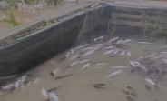 Diduga Tercemar Limbah, Ribuan Ikan Mati di Sungai Tapung, Kampar