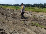 Polsek Kandis dan Kelompok Tani Bersinergi Wujudkan Ketahanan Pangan