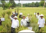 Ketua DPD Turun ke Sawah, Serahkan Alsintan dan Benih Jagung Untuk Petani Bengkulu