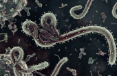 WHO: Pembatasan Perjalanan Akibat Ebola Perlu Direviu Ulang
