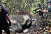 Penyelidikan Kasus Gajah Tanpa Kepala Terus Berjalan, 33 Saksi Diperiksa
