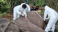 Gajah Sumatera Betina Bernama Dona Mati di Taman Nasional Way Kambas