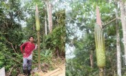 Viral Bunga Bangkai Raksasa di Kampar, Tumbuh di Tengah Sawit dan Hutan