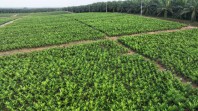 Perkuat Implementasi Program B50, PTPN IV PalmCo Akselerasi Peremajaan Sawit Petani di Riau