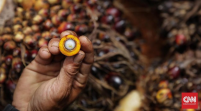Harga Minyak Sawit Cs Melonjak 21,5 Persen Imbas Perang Timur Tengah