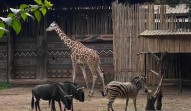 Begini Nasib Satwa Setelah Izin Bandung Zoo Dicabut