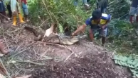 Heboh! Buaya Muara 2,5 Meter Ditemukan Erami 28 Telur di Kebun Sawit