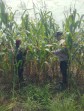 Jelang Panen Akhir Juni, Polsek Kandis Pantau Jagung Tumpang Sari 3 Hektare di Lahan PT KPAK