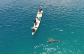 Bayi Dugong Pertama Kali Terekam di Pantai Mali NTT