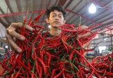 Harga Cabai Melonjak, Pengamat Sebut BUMD Pangan Jadi Solusi Konkret Atasi Inflasi Riau