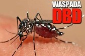 DBD Meningkat di Pekanbaru, Legislator Minta Puskesmas Lebih Pro-Aktiv