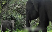 1.585 Hektare Hutan Habitat Gajah Bengkulu Hilang dalam Dua Tahun Terakhir