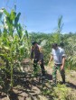Perkembangan Jagung Tumpang Sari di PT KPAK Dipantau Polsek Kandis
