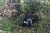 BKSDA Aceh Translokasi Orang Utan Terisolir di Kebun Warga