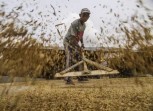 Harga Gabah Konawe Anjlok di Bawah HPP, Petani Keluhkan Pembayaran