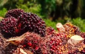 Penurunan Nilai Jual Kernel, Harga Sawit Swadaya Riau Anjlok