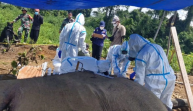 BKSDA Bengkulu Identifikasi Dua Gajah Yang Mati di Hutan Produksi Mukomuko