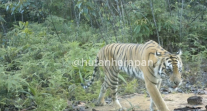 Harimau Sumatra Terekam Kamera Jebak di Hutan Harapan